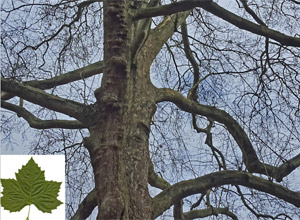 Ahornblättrige Platane